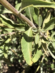 Salvia apiana × mellifera