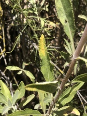 Salvia apiana × mellifera