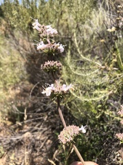 Salvia apiana × mellifera