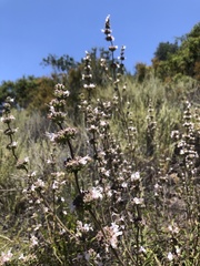 Salvia apiana × mellifera