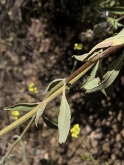 Salvia apiana × mellifera