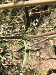 Salvia apiana × mellifera