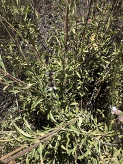 Salvia apiana × mellifera