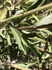 Salvia apiana × mellifera