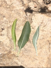 Salvia apiana × mellifera