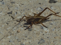 Paratlanticus ussuriensis