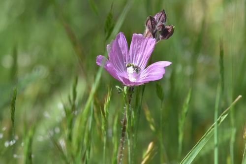iNaturalist observation photo of Sweat and Furrow bees