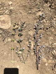 Salvia apiana × mellifera