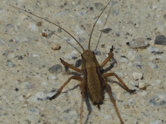 Paratlanticus ussuriensis