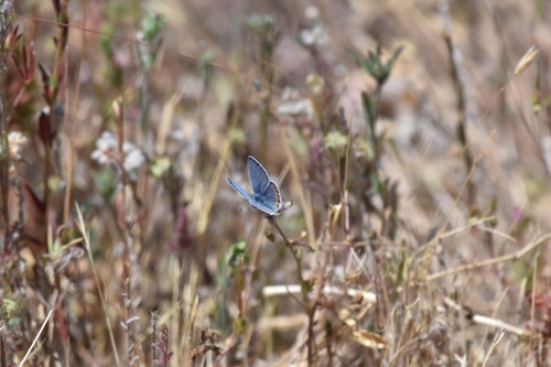 iNaturalist observation photo of Acmon Blue