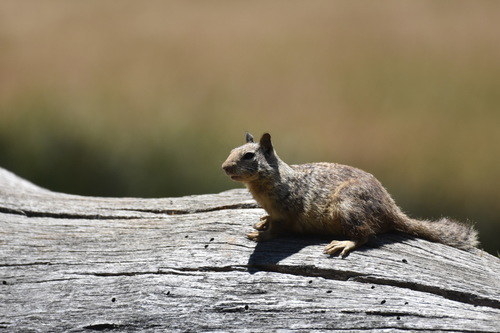 iNaturalist observation photo of California Ground Squirrel
