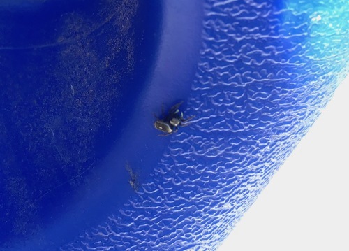 iNaturalist observation photo of Heliophanus apiatus