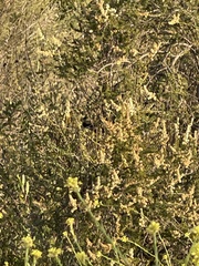 Polioptila californica