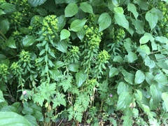 Euphorbia stricta