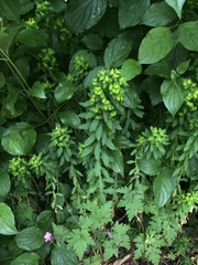 Euphorbia stricta