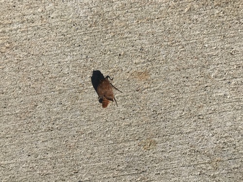 iNaturalist observation photo of Butterflies and Moths