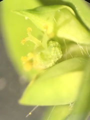 Euphorbia stricta