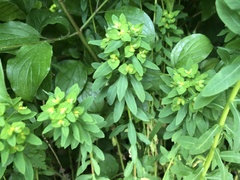 Euphorbia stricta
