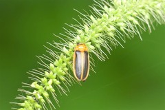 Asymmetricata ovalis