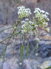 Asclepias leptopus
