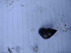 Cipangopaludina chinensis