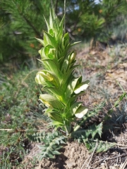 Acanthus hirsutus