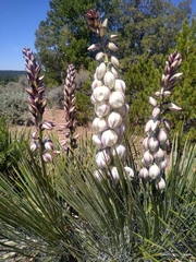 Yucca baileyi