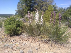 Yucca baileyi