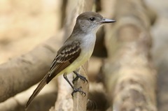 Myiarchus stolidus