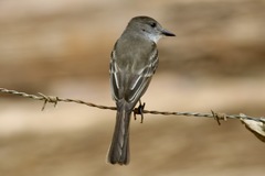Myiarchus stolidus