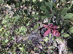 Arctostaphylos bakeri sublaevis