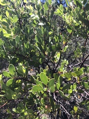 Arctostaphylos bakeri sublaevis