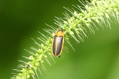 Asymmetricata ovalis