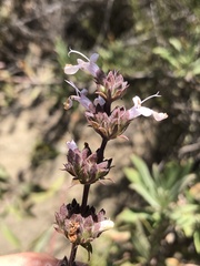 Salvia apiana × mellifera