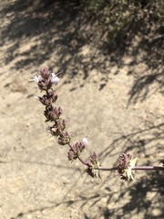 Salvia apiana × mellifera