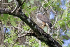 Buteo ridgwayi
