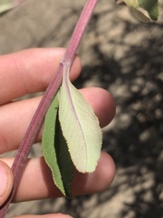 Salvia apiana × mellifera