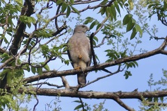 Buteo ridgwayi