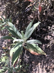 Salvia apiana × mellifera