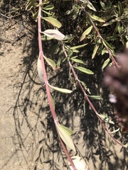 Salvia apiana × mellifera