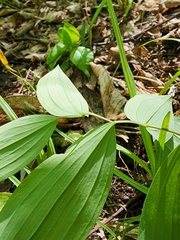 Maianthemum racemosum