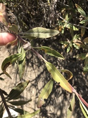 Salvia apiana × mellifera