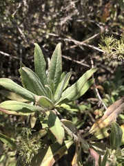 Salvia apiana × mellifera