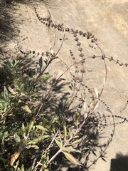 Salvia apiana × mellifera