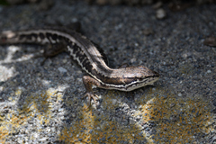 Takydromus tachydromoides