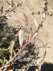 Salvia apiana × mellifera
