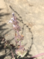 Salvia apiana × mellifera