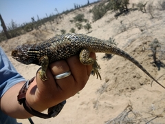 Sceloporus zosteromus