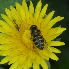 Lapposyrphus