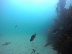 Chromis punctipinnis